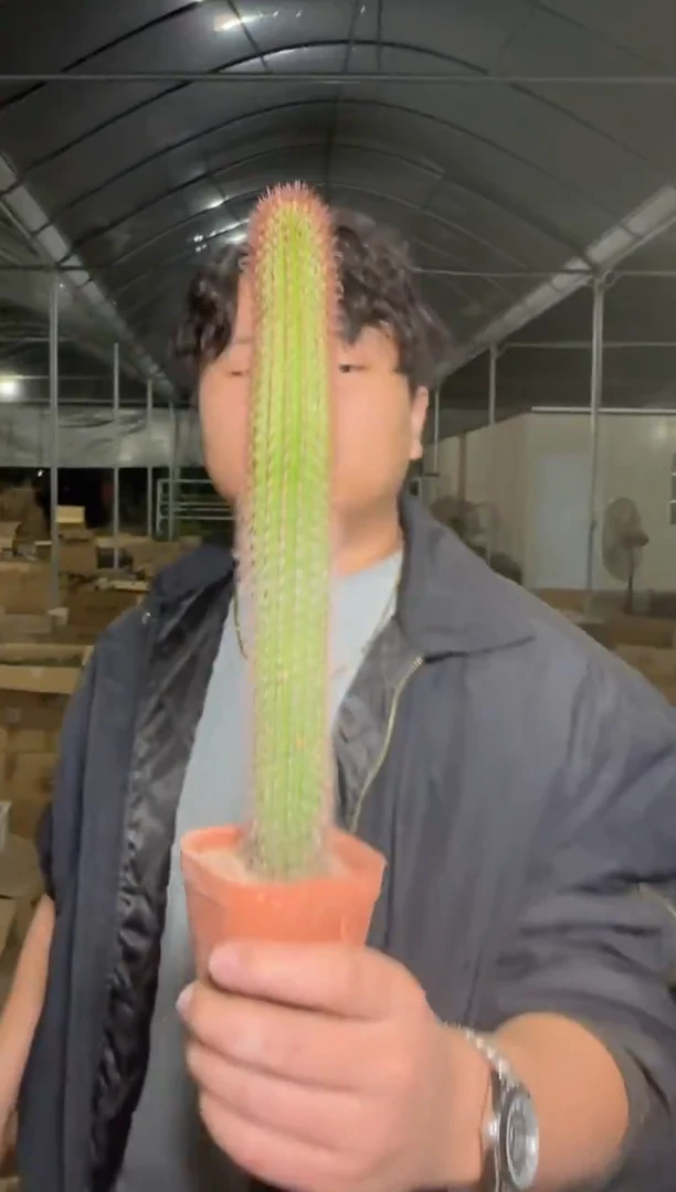 4颗 大本 黄金妞【带根】