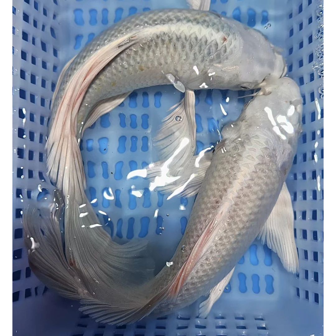 【两条装】18-23公分白蝴蝶大鳍大尾观赏鱼包邮