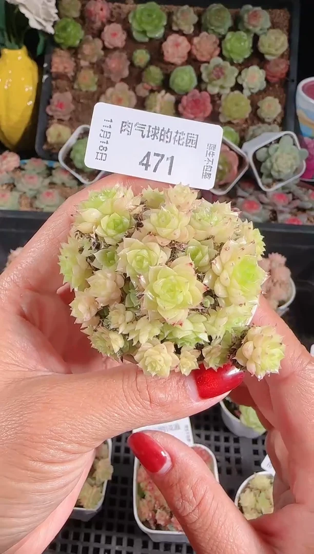 1118-471麦秆群生不包整