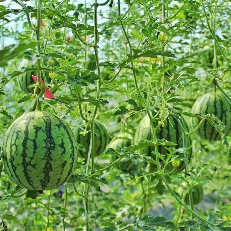 【新鲜采摘送到家】精品小吊瓜西瓜脆甜多汁农家自种清甜可口红黄可选3斤左右西瓜同城送河南省