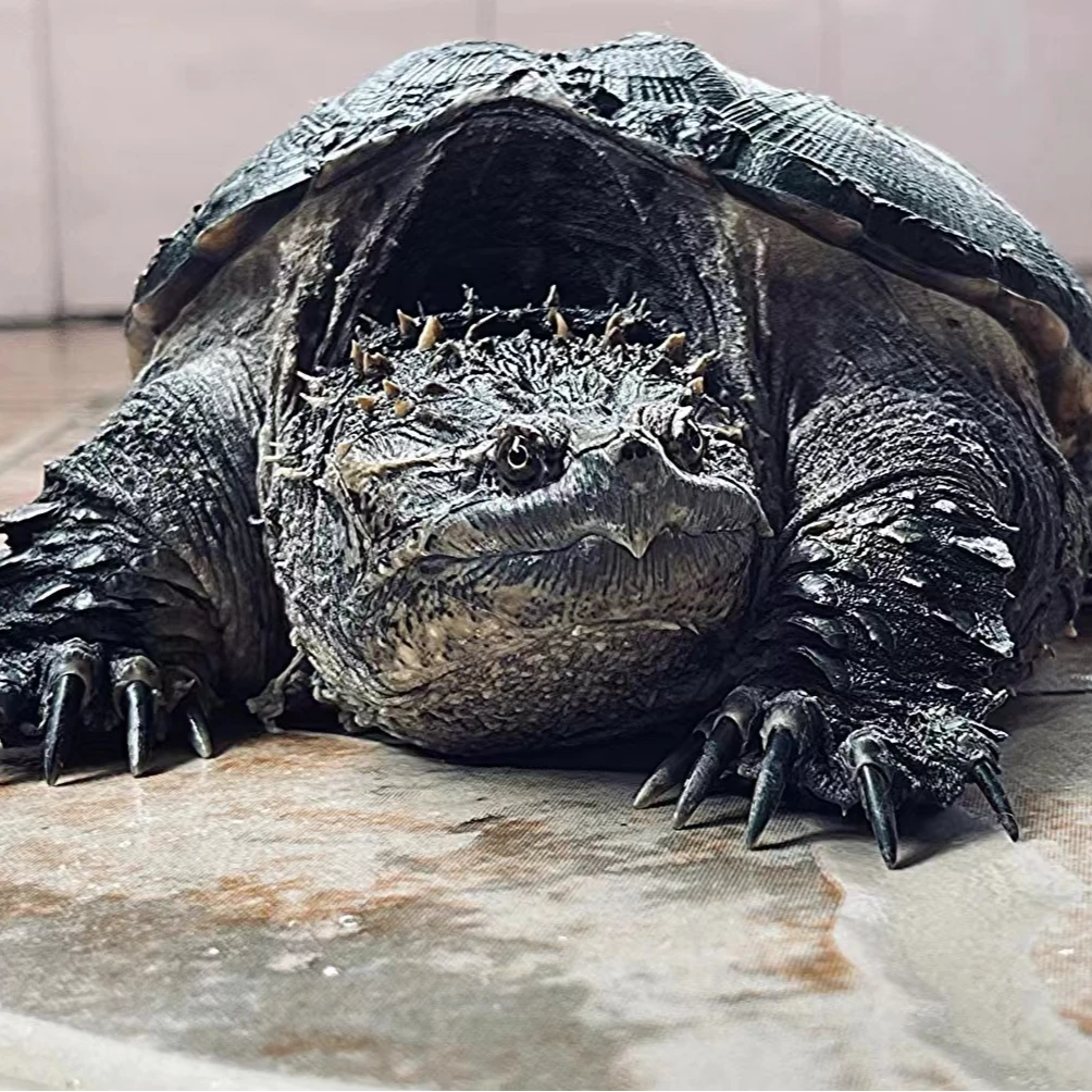 【直播精选】纯佛鳄大头宽脸佛鳄观赏小乌龟人工养殖活体宠物龟