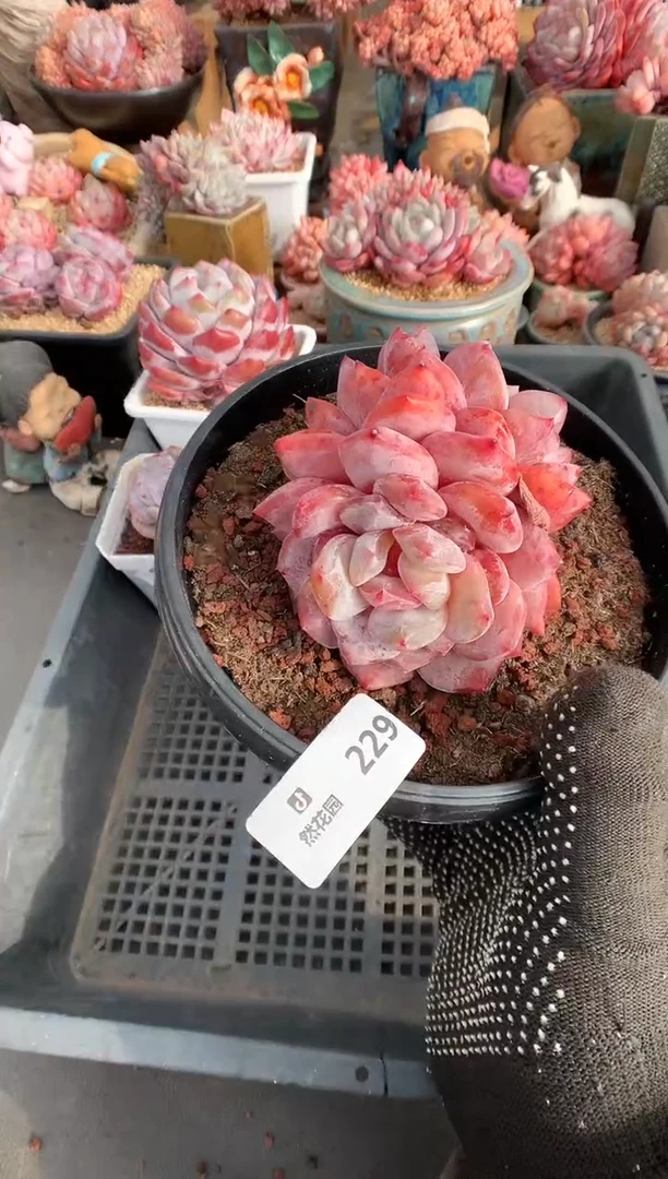 【闪购商品】229梦露多肉一物一拍