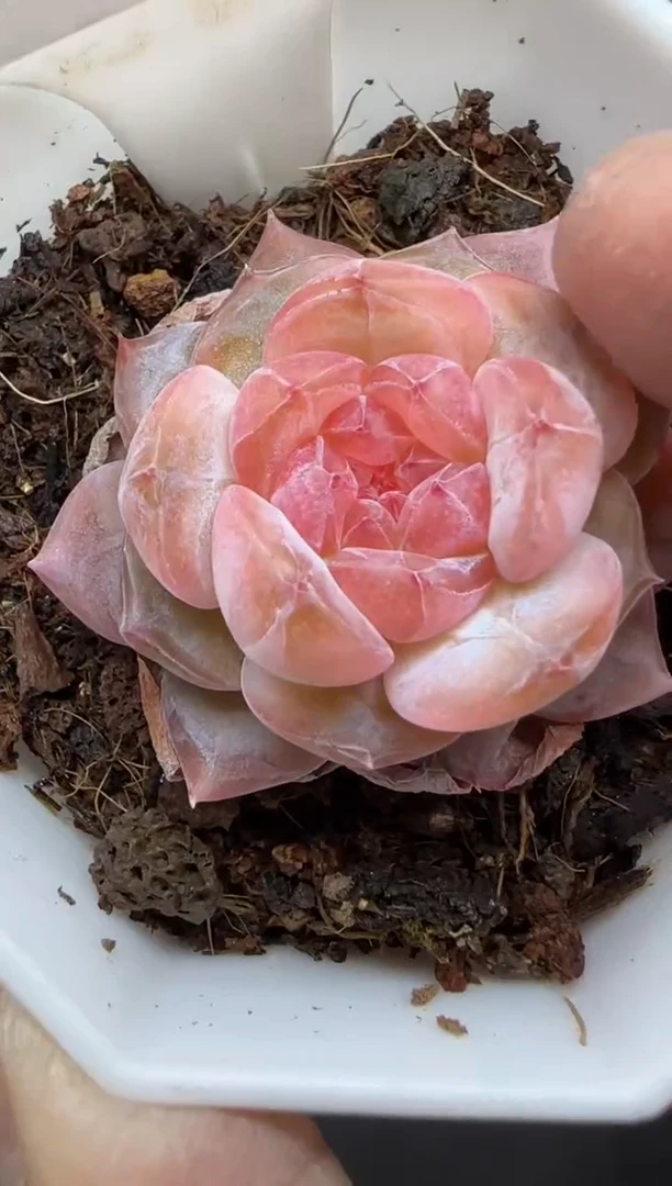 【闪购商品】一物一拍0213—41