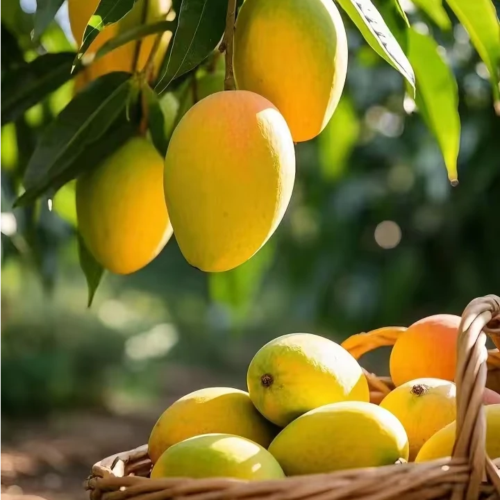 【宠粉福利】广西百色 青皮金煌芒 5斤大果整箱发货坏果烂果包赔包售后新鲜芒果广西壮族自治区