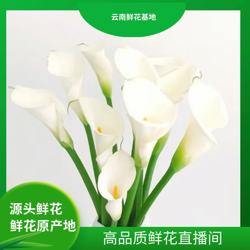 颜花【马蹄莲鲜切花】云南风铃基地直发