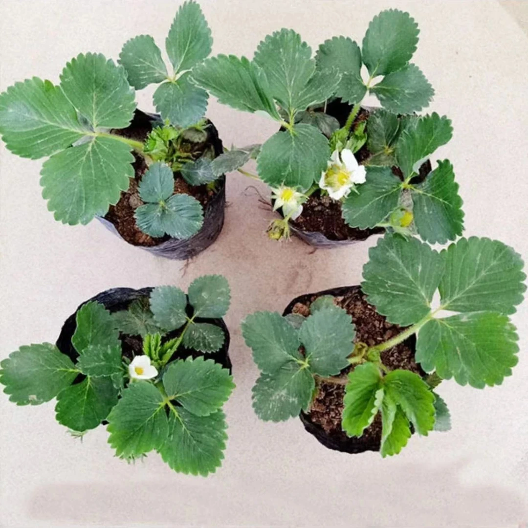 (20天结果)奶油草莓盆栽四季阳台南方北方都种植当年开花结果原盆