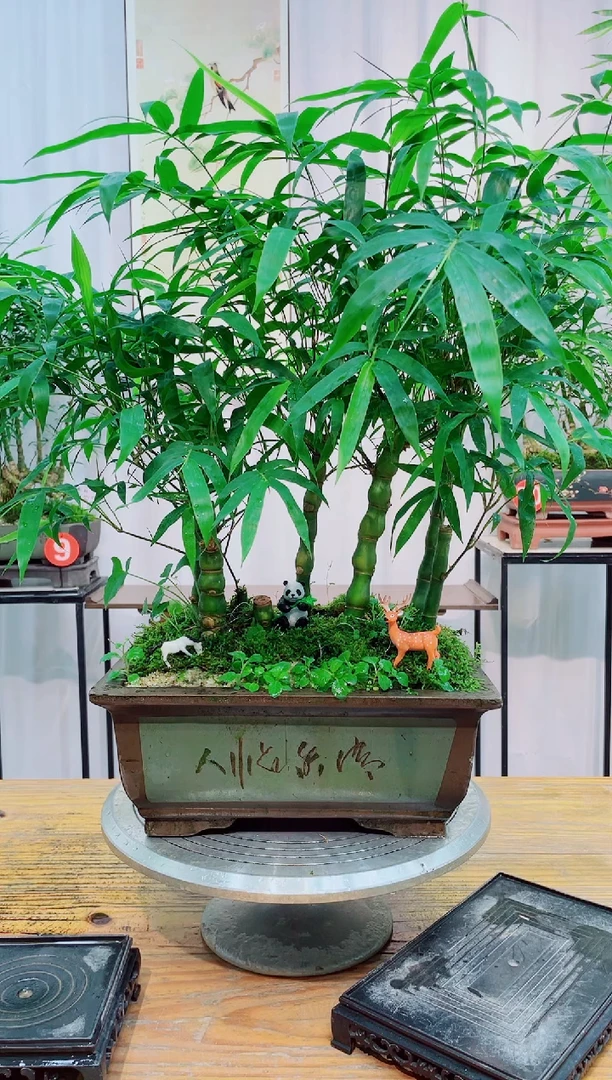 无花朵竹子盆景竹子盆景