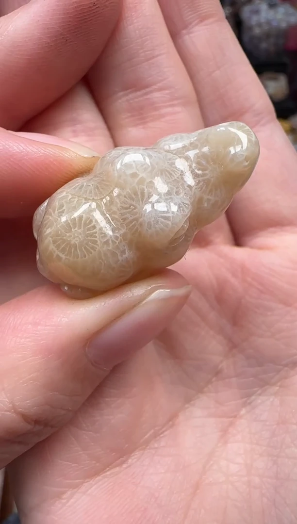 颈饰未镶嵌硅化珊瑚（珊瑚玉）375