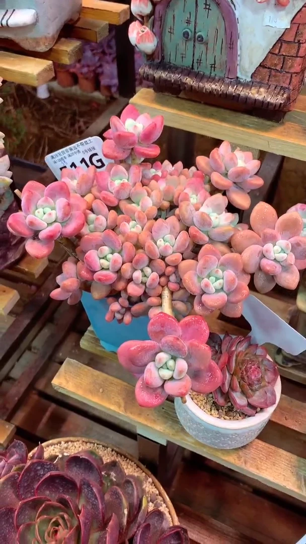 511G（一物一拍实付满28发货，默认不带盆土）