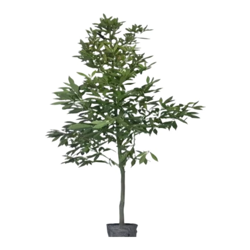 四川正宗小叶金丝楠木树苗小叶桢楠树苗地栽不分土壤