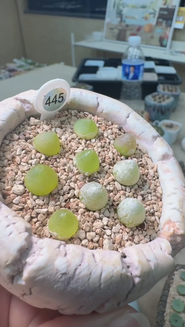 2-15美丽的多肉植物哈默灯泡小一颗