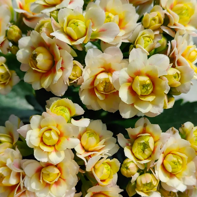 【阳光女神】~稀有重瓣大花苞长寿/110盆