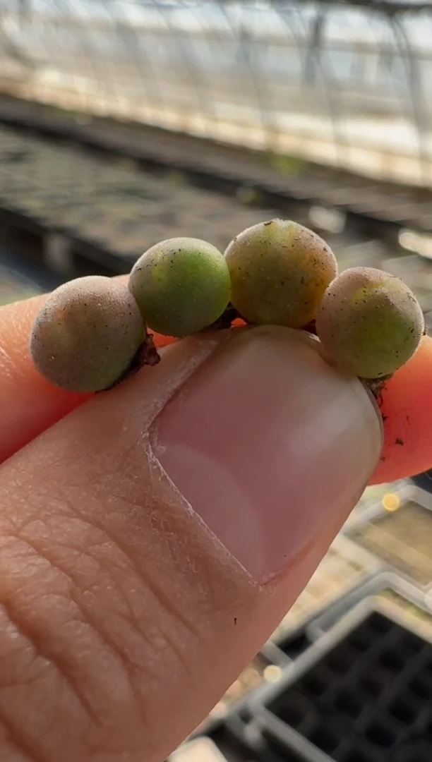 【闪购商品】17-4粉肌空蝉一颗