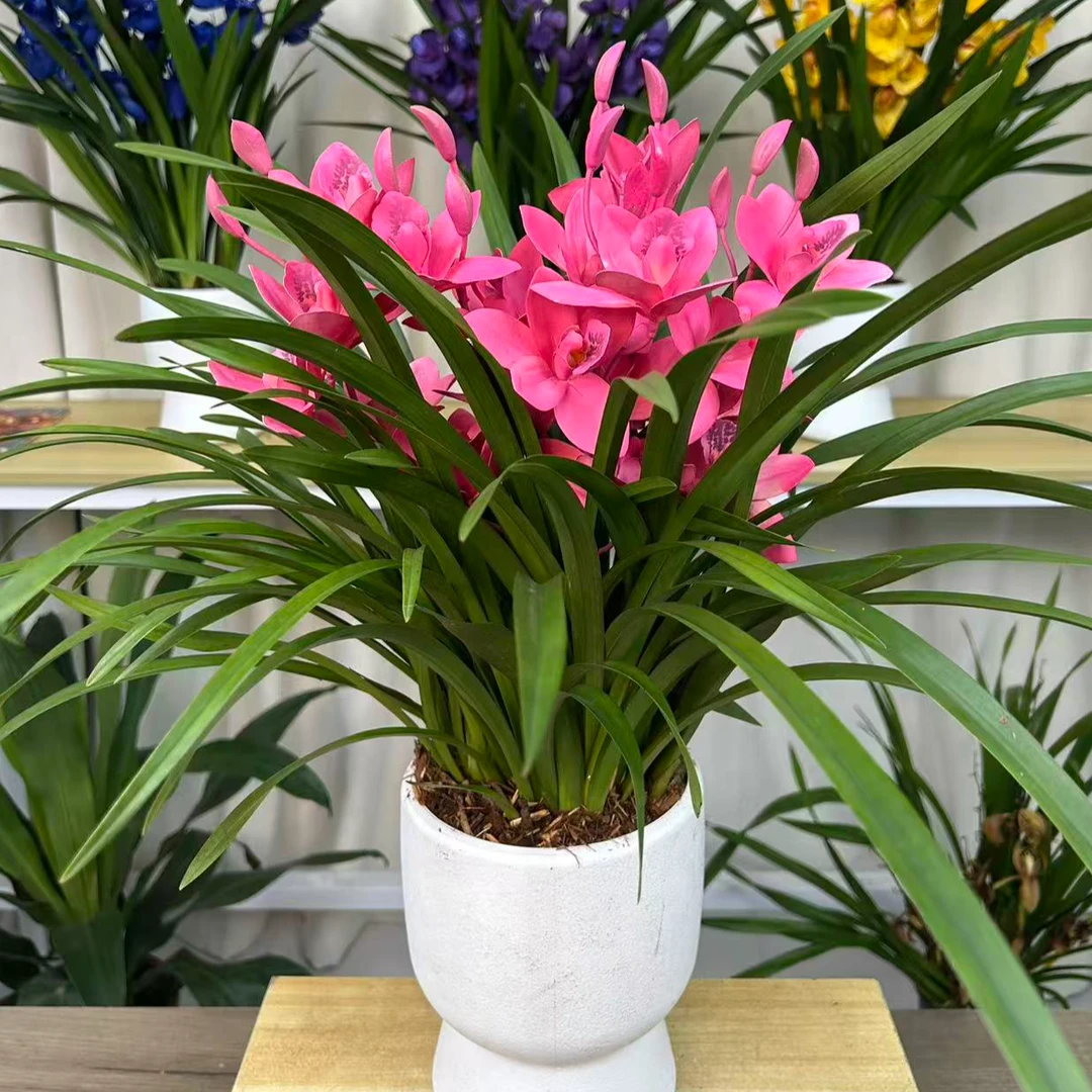 精品名贵兰花【红粉佳人】盆栽绿植花卉室内外好养易活四季开花浓香