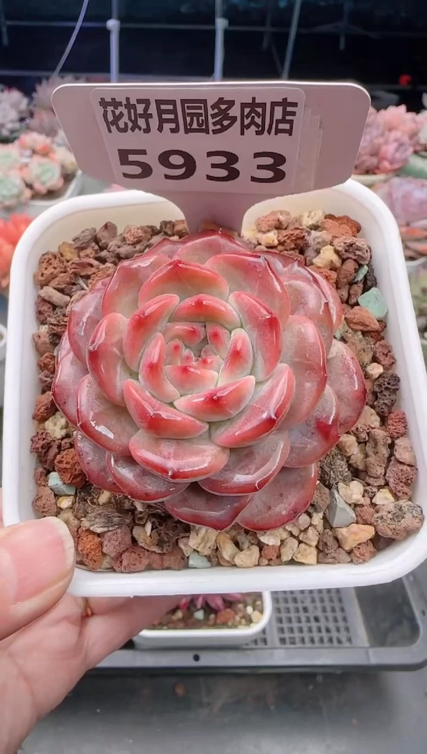 【闪购商品】5933琥珀