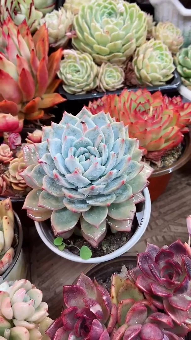 【闪购商品】13003