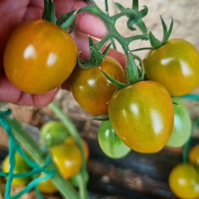 丹东草莓棚后墙唐伯虎小柿子  口感相当哇塞