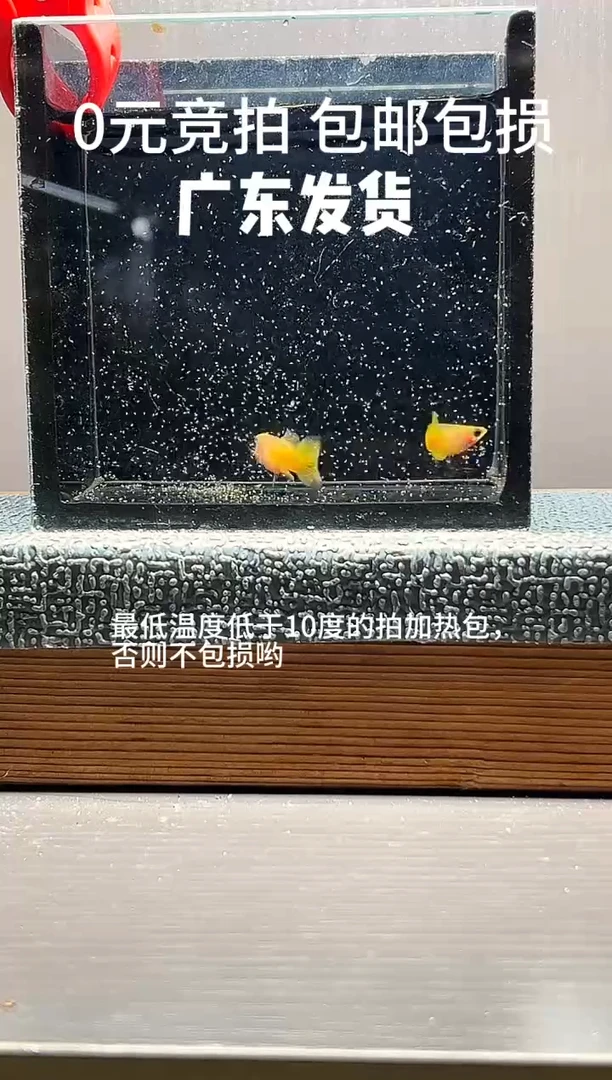 孔雀鱼黄金玻璃猫一对编号16
