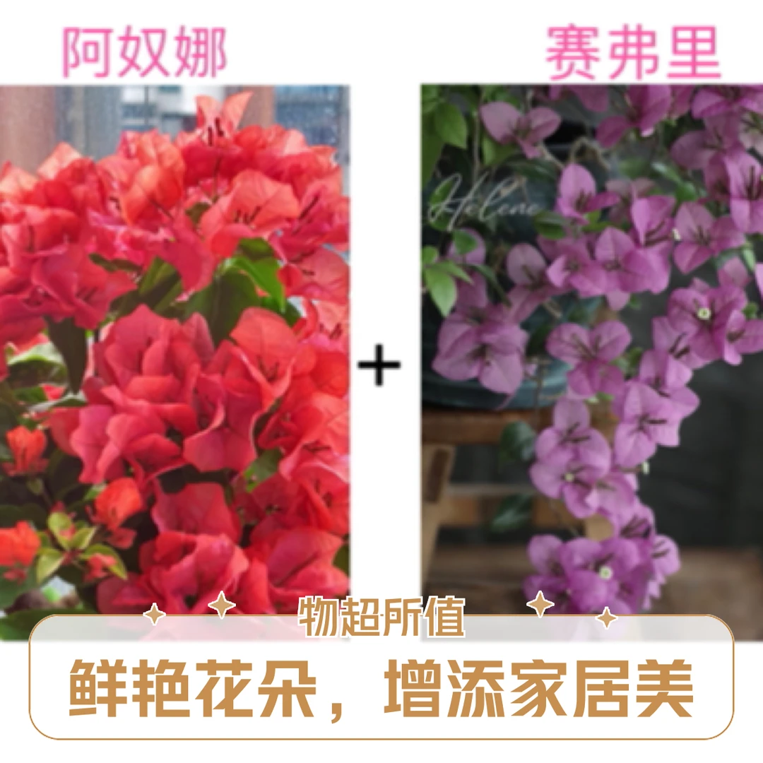 赛弗里+阿奴娜（名贵组合）到手两颗三角梅基地直邮不带花不带盆