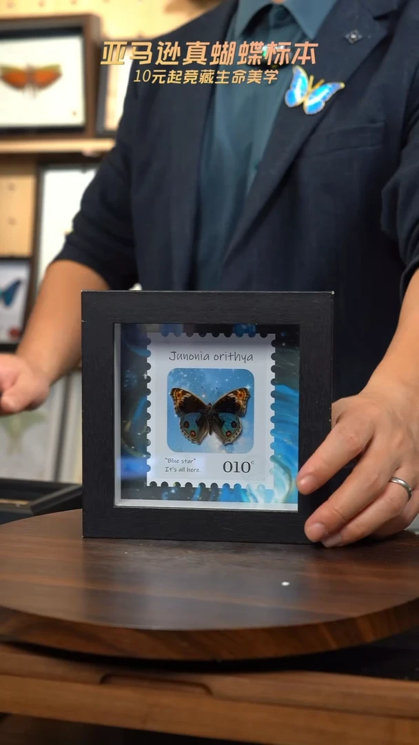 翠蓝眼蛱蝶5寸方框