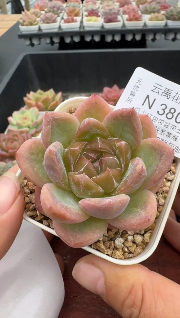 380N带盆土发(6.5cm杯） 当场拍3颗以上包柚 多肉植物 一物一拍