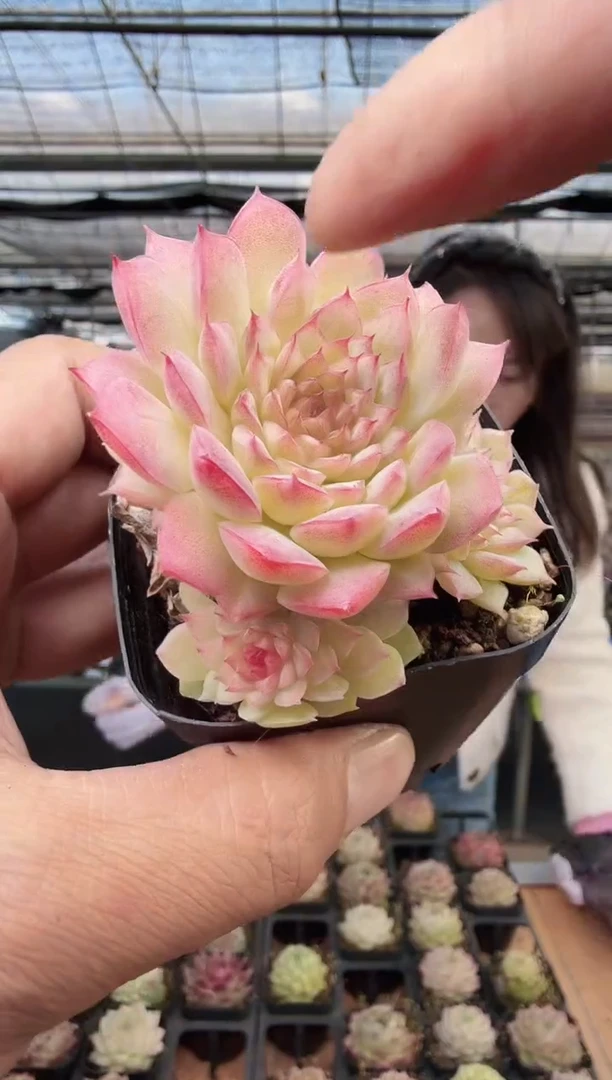 东云多肉园新款-291