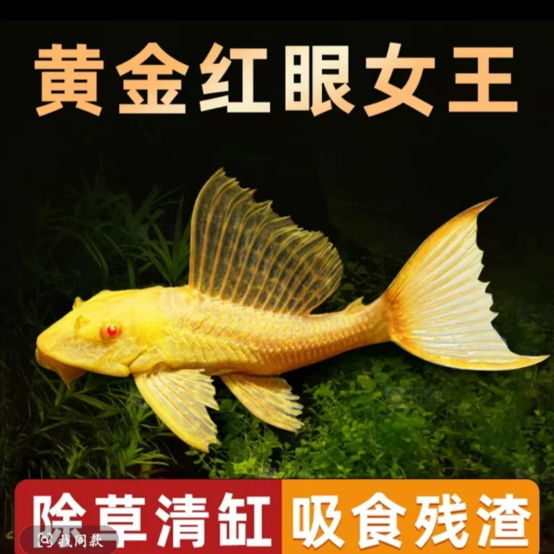 红眼女王大帆清道夫鱼清洁工具鱼清理垃圾观赏鱼