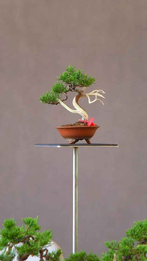 无花朵原**我2555真柏