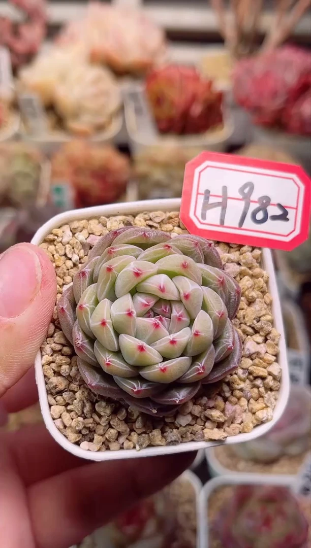 【闪购商品】H982雪花一物一拍