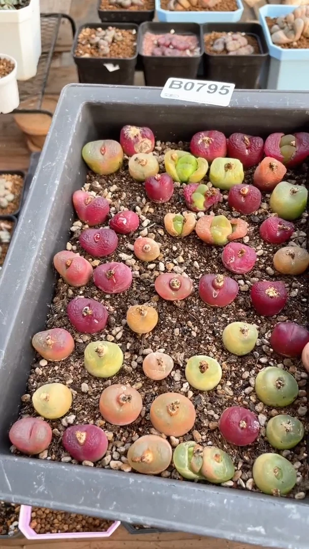 【闪购商品】07951直播一物一拍