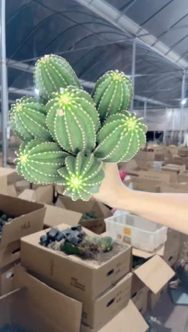 【闪购商品】5头起发 黑金刚