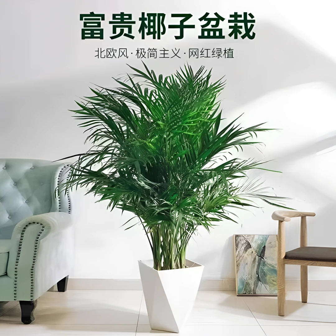(1.2-1.3米）富贵椰子散尾葵大型绿植吸甲醛净化空气室内室外好养