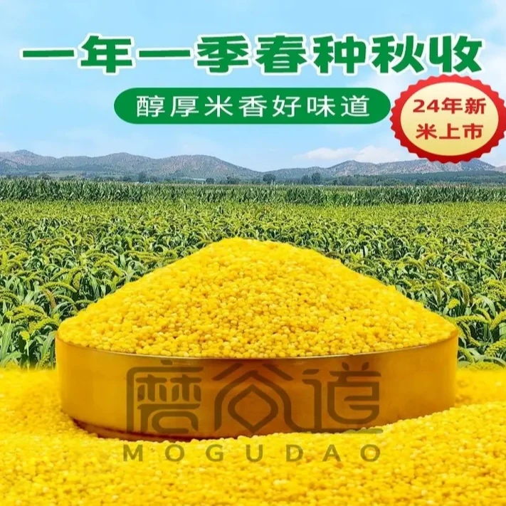磨谷道24年东北黄小米500g*5袋黑土地月子米干净天然粥饭粘稠