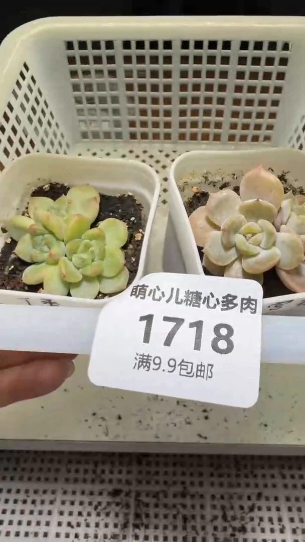 1718多肉植物多肉植物