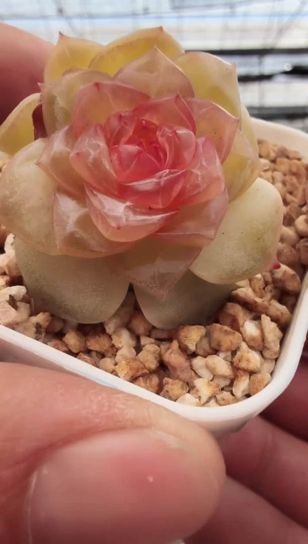 东云多肉园新款-109