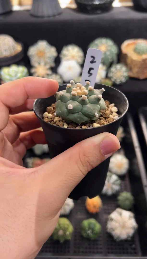 紫皮龟甲实生编码257