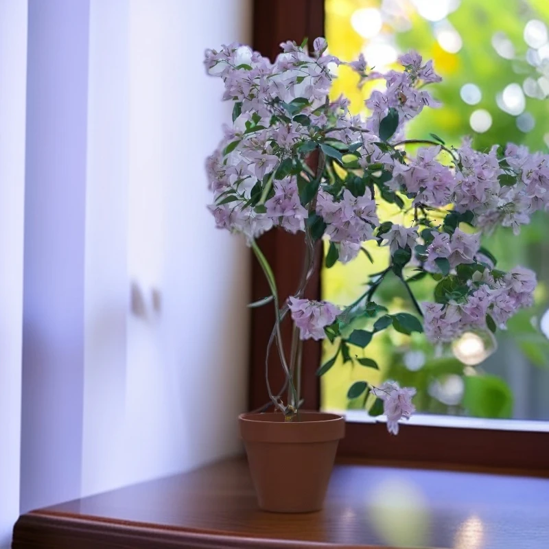 【丽娜】三角梅盆栽四季开花好养带易活适合阳台庭院