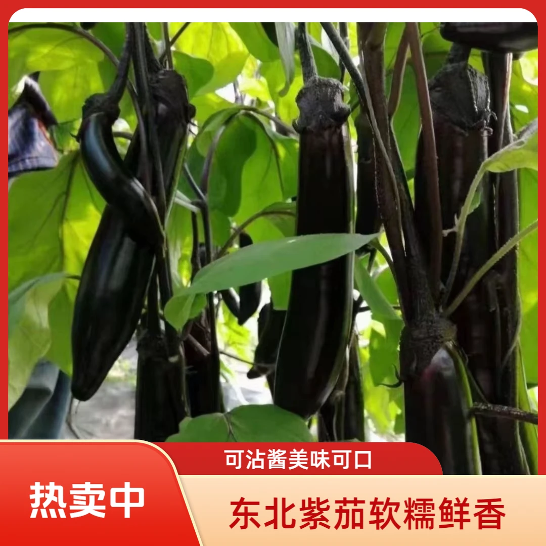 东北紫茄子蒜茄子生吃蘸酱茄子农家菜