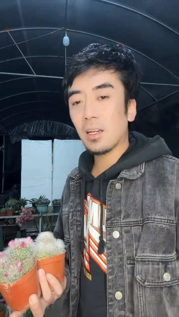 【闪购商品】白云高沙群两颗女神福利