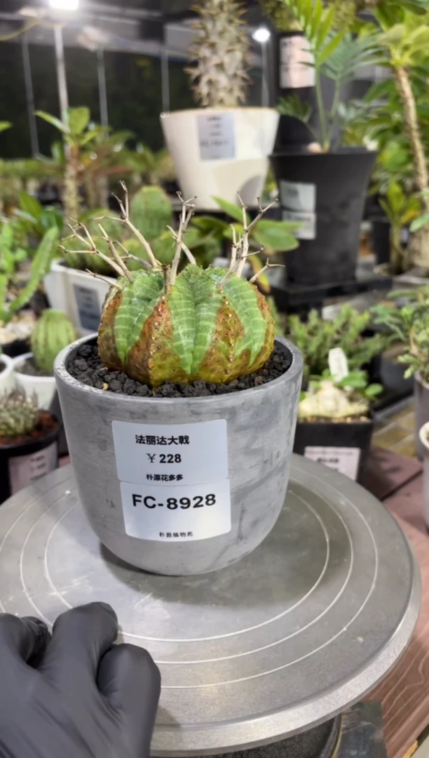 法丽达大戟FC-8928