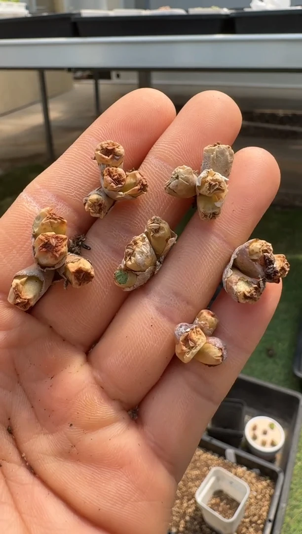 美丽的肉石头（25-31）-91鱼唇一颗