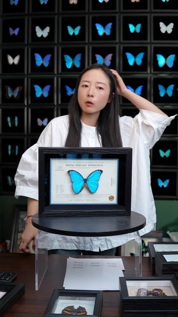 蝴蝶标本摆件竞拍大蓝闪O亚E210