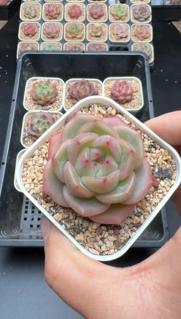 【闪购商品】058B物拍多肉带盆土6.5杯拍3颗包柚