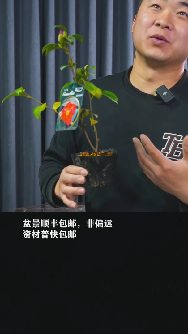 【闪购商品】出云大社-BB43