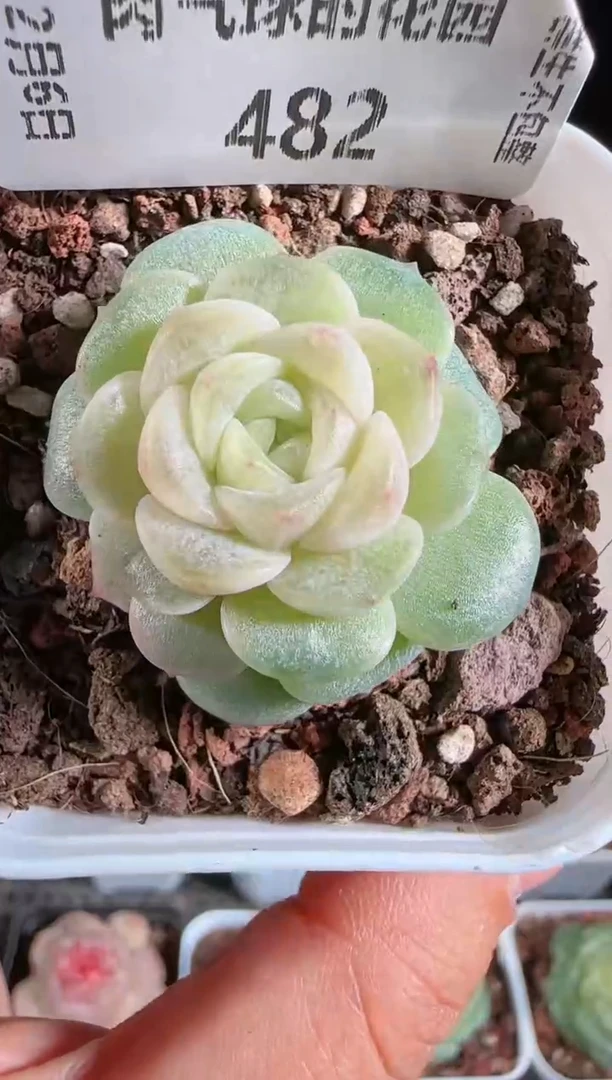 1206-482柔情多肉群生不包整