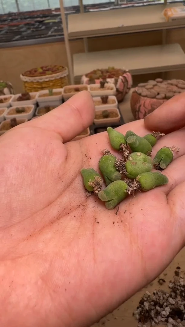 10-178多肉植物肉锥