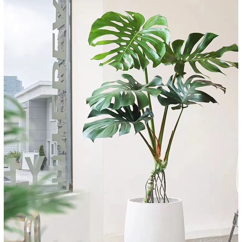 【月亮湾*菊】大叶老桩龟背竹室内好养净化空气耐阴绿植一物一拍