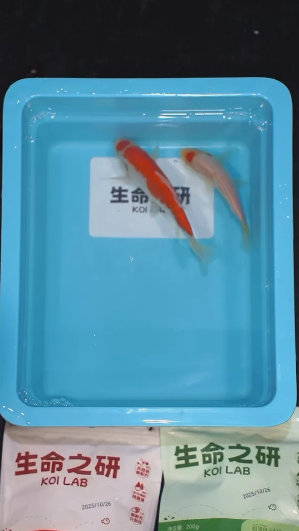 锦鲤血统大正锦鲤红白锦鲤丹顶红白丹顶三色锦鲤观赏鱼