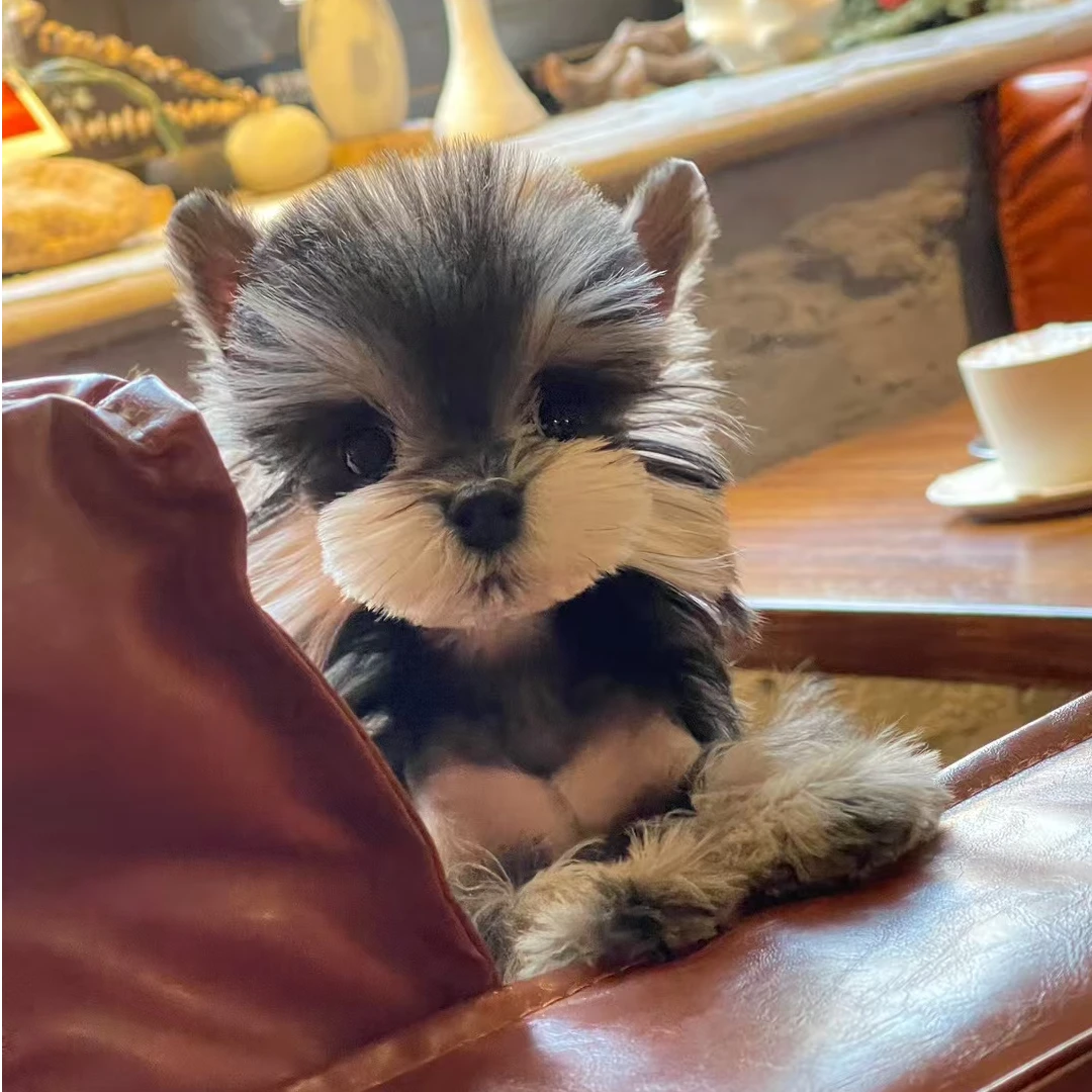 二木家雪纳瑞宠物狗狗伴侣犬女朋友礼物聪明温顺乖小狗甜美卡哇伊