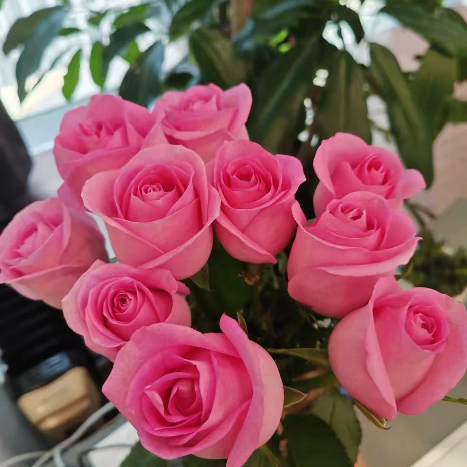 苏醒玫瑰-单头玫瑰-收到花第一时间醒花